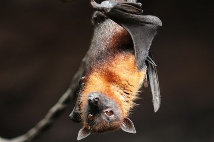 image of a bat